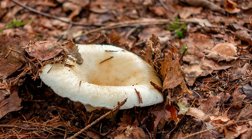 I funghi del latte possono essere trovati nelle foreste di latifoglie e di conifere