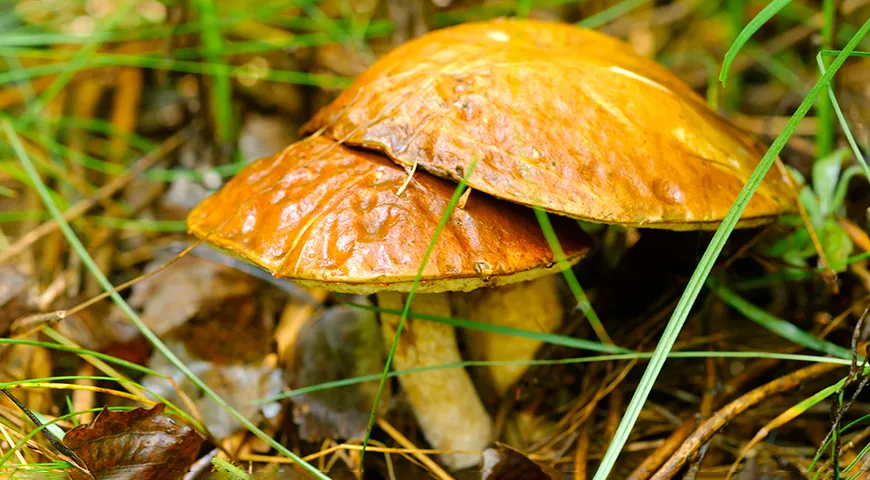 I funghi porcini contengono una grande quantità di proteine, mentre il contenuto calorico è di sole 20 kcal per 100 grammi