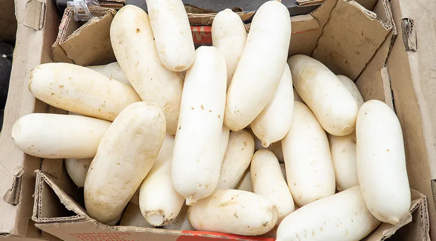 Il daikon più delizioso e succoso è di taglia media, scegli frutti lisci ed elastici senza danni visibili